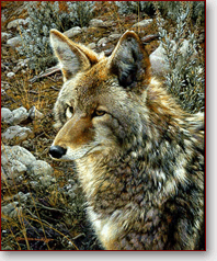 Coyote americano